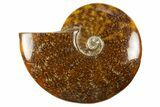 Polished Cretaceous Ammonite (Cleoniceras) Fossil - Madagascar #303962-1